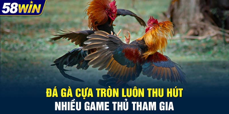 Đá gà cựa tròn luôn thu hút nhiều game thủ tham gia