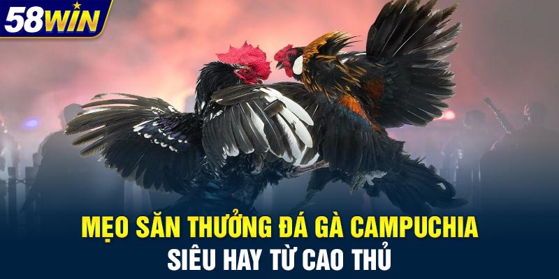 Mẹo săn thưởng đá gà Campuchia siêu hay từ cao thủ