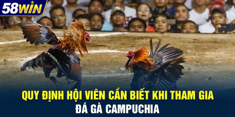 Quy định hội viên cần biết khi tham gia đá gà Campuchia