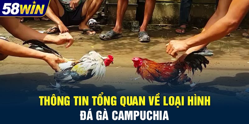 Thông tin tổng quan về loại hình đá gà Campuchia